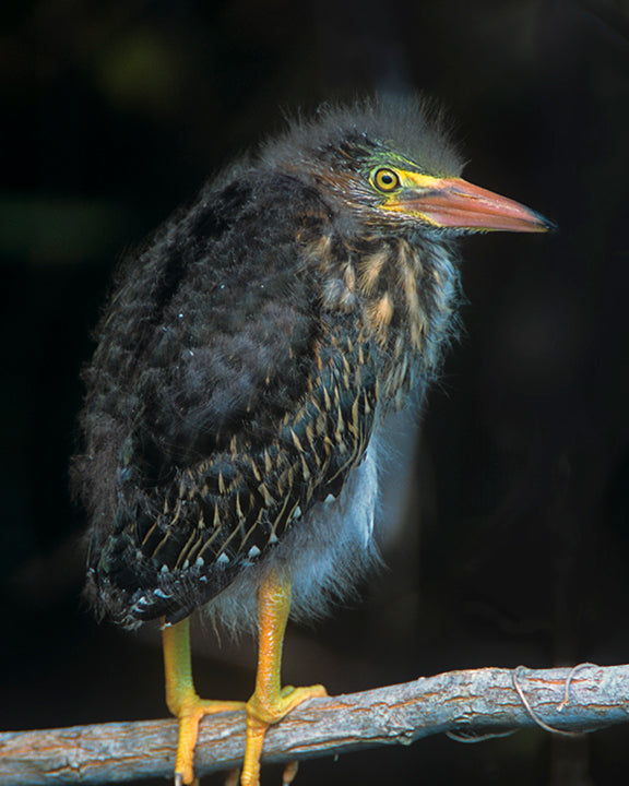 Baby Green Heron, Posed for its Portrait, Bird Photo
