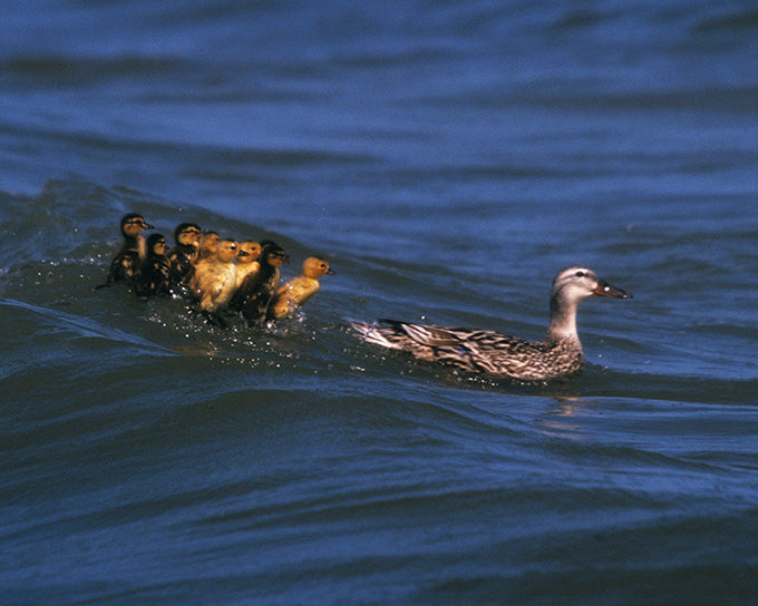 Ducklings Advoiding Mother Photo