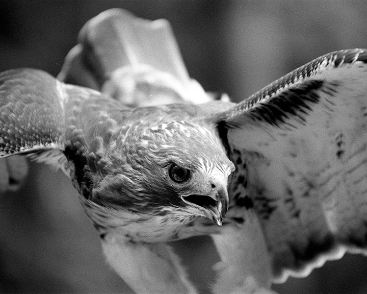 Red-Tailed Hawk Up Close Wall Decor Black and White Bird Art