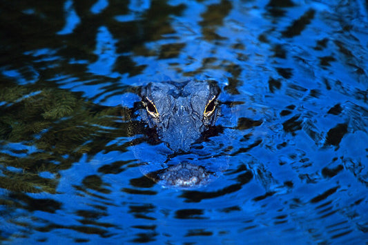 Menacing Gator in Deep Blue Shadow Original Fine Art Photo