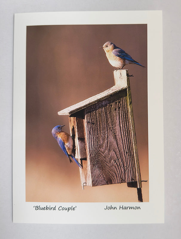 A Pair of Bluebirds on a  Birdhouse Fine Art Photo