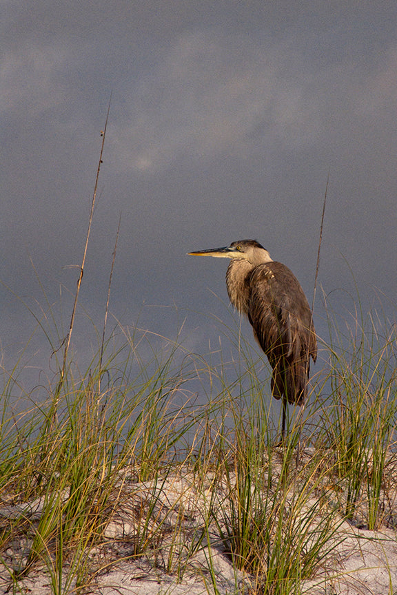 Blue Heron satanding in sand dunes by John Harmon