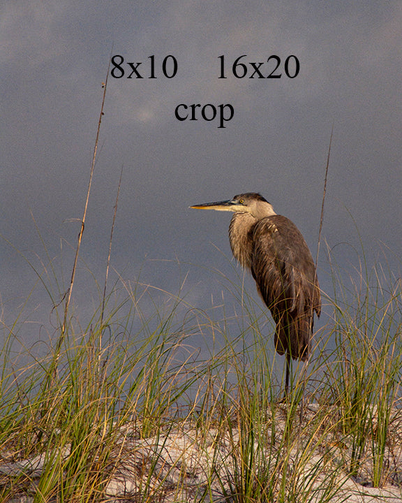 Blue Heron satanding in sand dunes by John Harmon