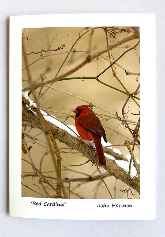 Male Red Cardinal in the Winter Snow Photo