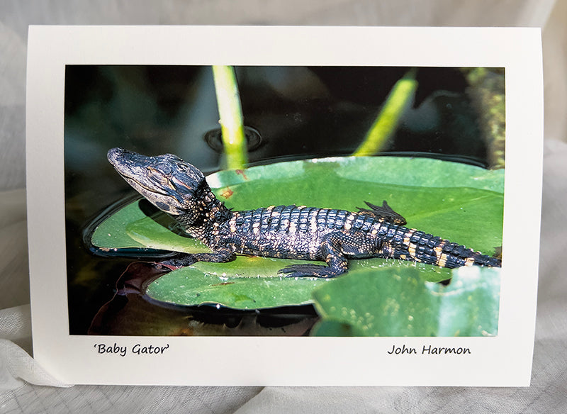 A Baby American Alligator Sunning Itself on a Lily Pad Wildlife Photo Art