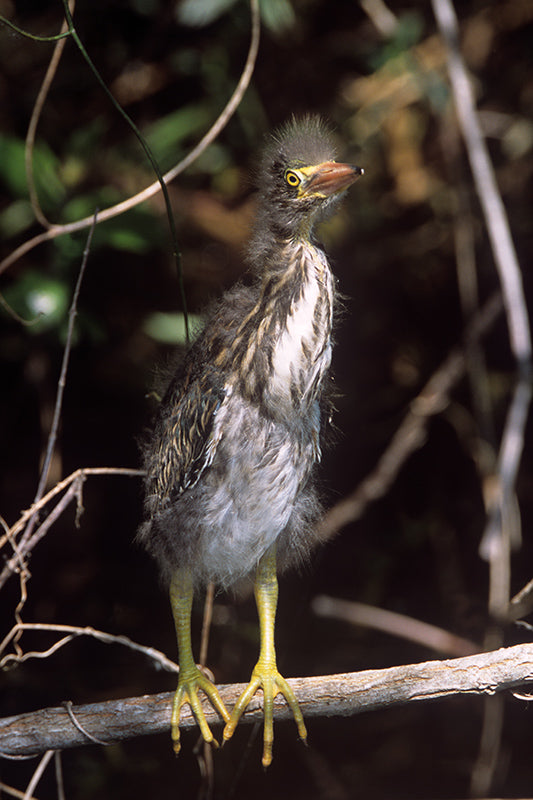 A Baby Green Heron Standing on a Branch - Bird Photo Art
