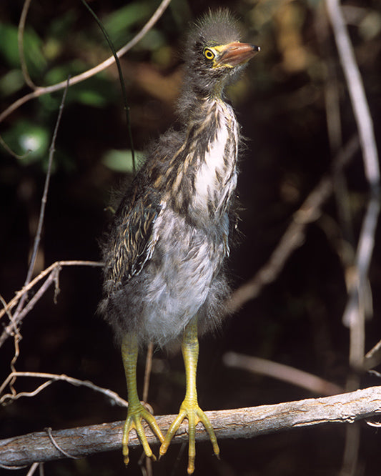 A Baby Green Heron Standing on a Branch - Bird Photo Art