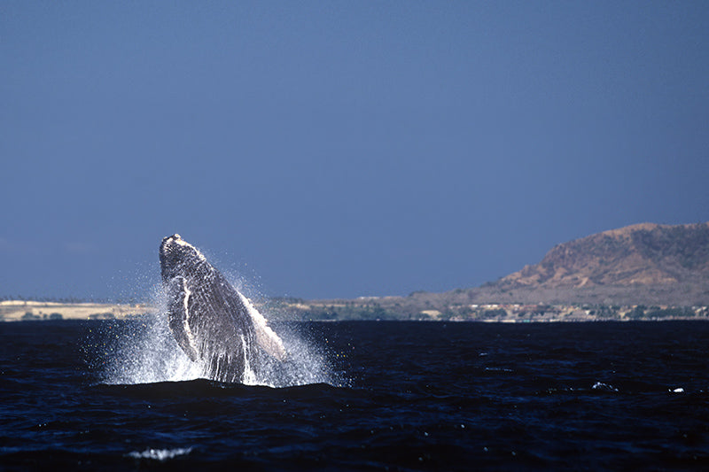 A Baby Hump Backed Whale Breaching Near Puerto Vallarta Fine Art Photo