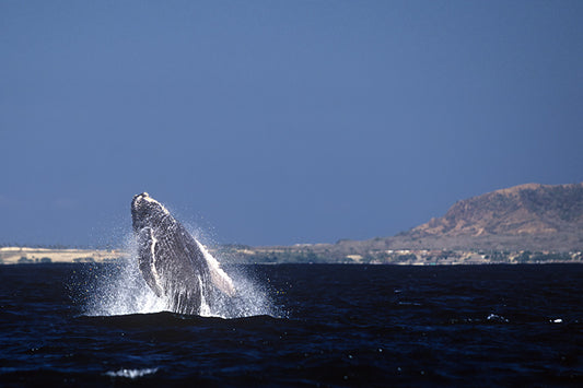 A Baby Hump Backed Whale Breaching Near Puerto Vallarta Fine Art Photo