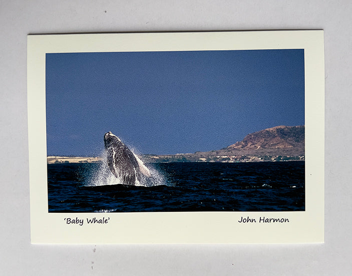 A Baby Hump Backed Whale Breaching Near Puerto Vallarta Fine Art Photo