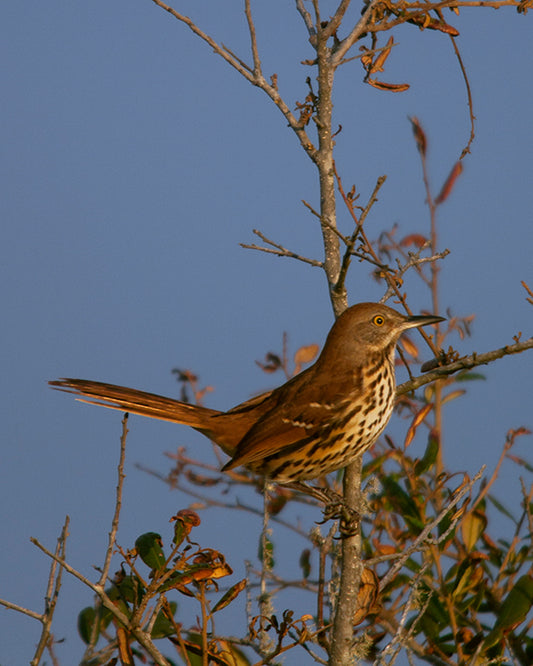 A Brown Thrasher Faces the Setting Sun Photo