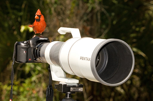 A Humorous Red Cardinal Perched on a  Camera With A 600mm Telephoto Lens
