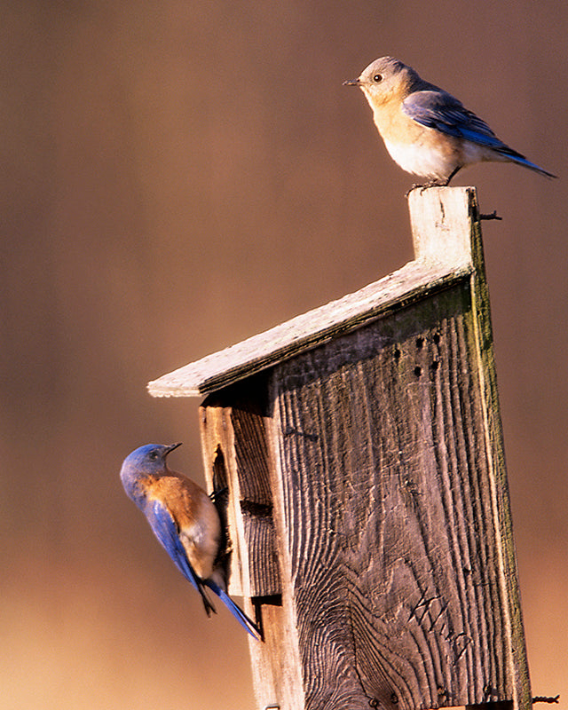 A Pair of Bluebirds on a  Birdhouse Fine Art Photo