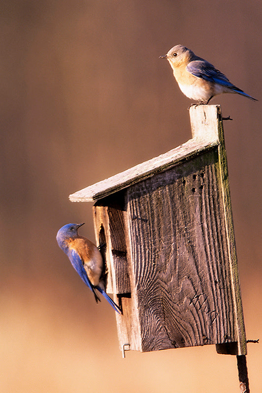 A Pair of Bluebirds on a  Birdhouse Fine Art Photo