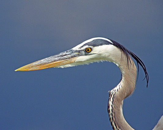 Great  Blue Heron Up Close A Bird Fine Art Photo