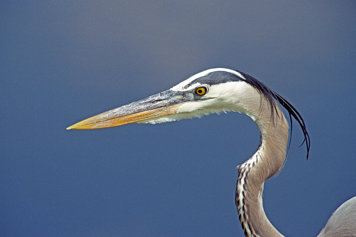 Great  Blue Heron Up Close A Bird Fine Art Photo