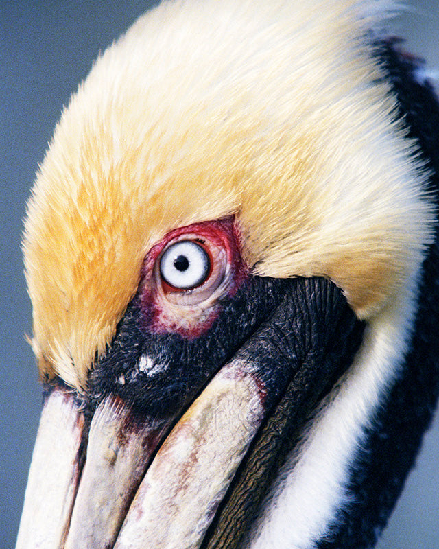 A Brown Pelican  Close Up Headshot Fine Art Bird Photo