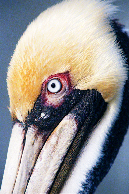 A Brown Pelican  Close Up Headshot Fine Art Bird Photo