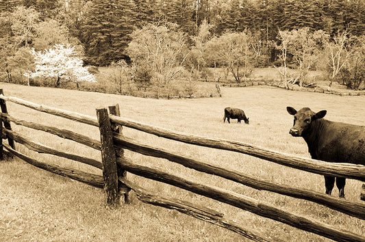 Blue Ridge Parkway Art: Rustic Print with Cows, Dogwood & Split Rail Fence