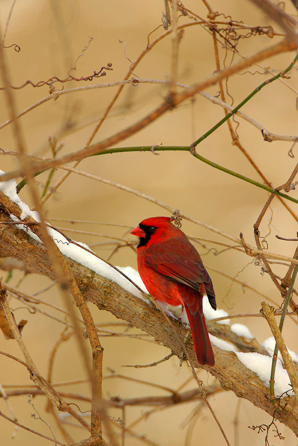 Red Cardinal in Snow by John Harmon