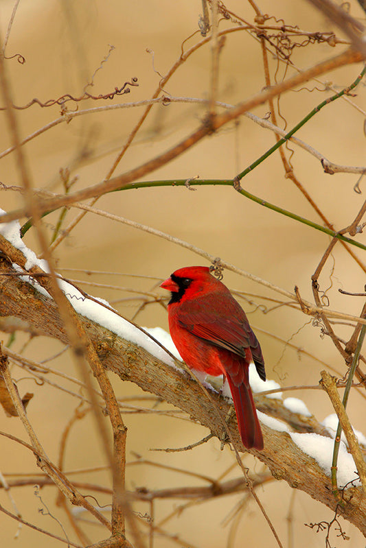 Red Cardinal in Snow by John Harmon