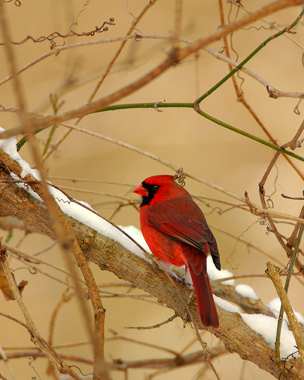 Red Cardinal in Snow by John Harmon