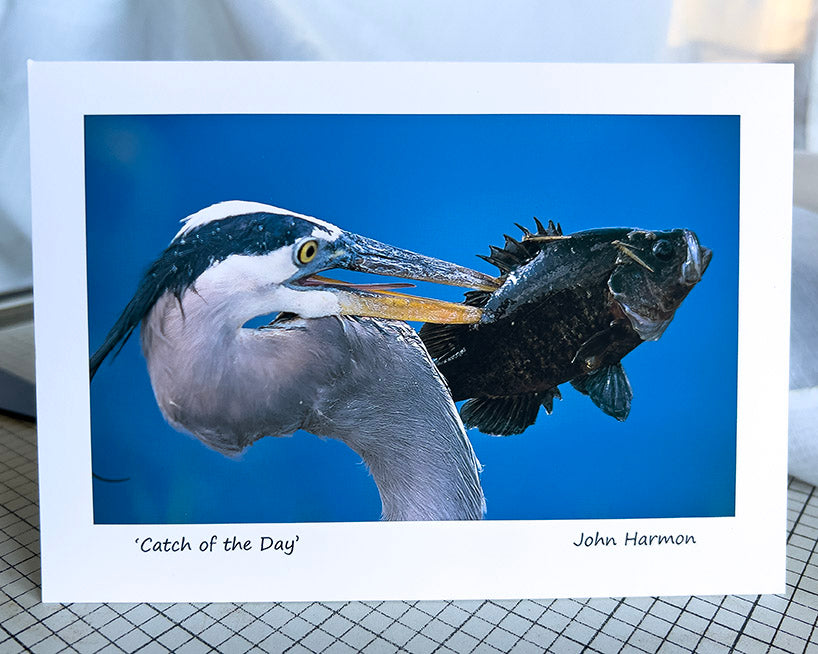 A Great Blue Heron With a Fish on Its Beak A  Bird Fine Art Photo