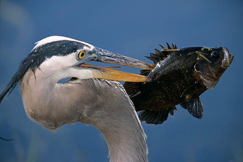 A Great Blue Heron With a Fish on Its Beak A  Bird Fine Art Photo