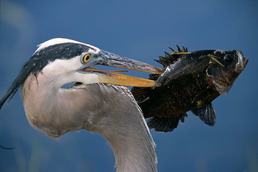 A Great Blue Heron With a Fish on Its Beak A  Bird Fine Art Photo