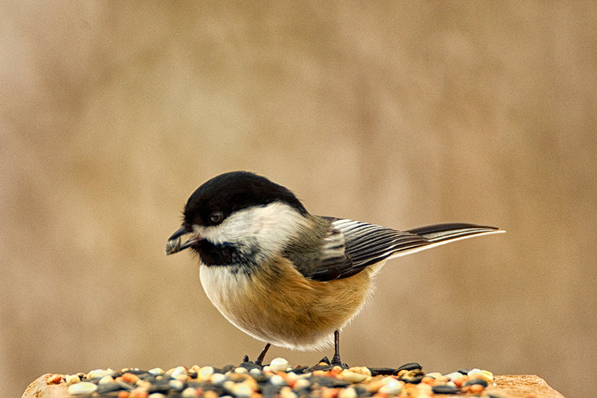 Chickadee eating seed by John Harmon