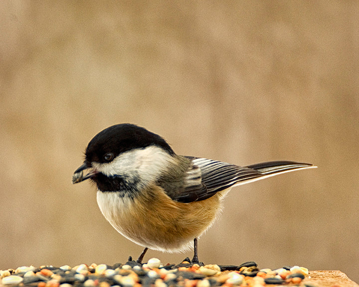 Chickadee eating seed by John Harmon