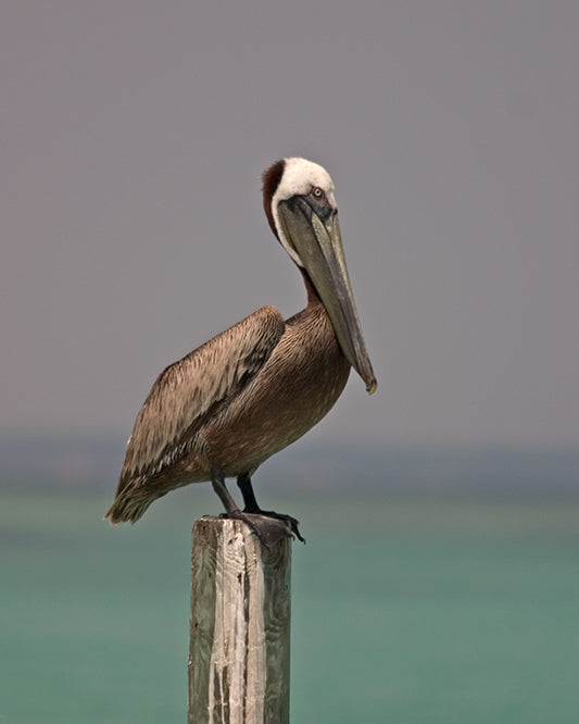 Brown Pelican Resting on a Piling at Dewy Destins On Florida's Gulf Coast