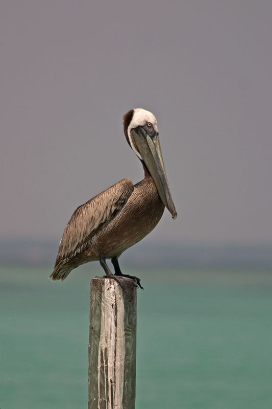 Brown Pelican Resting on a Piling at Dewy Destins On Florida's Gulf Coast