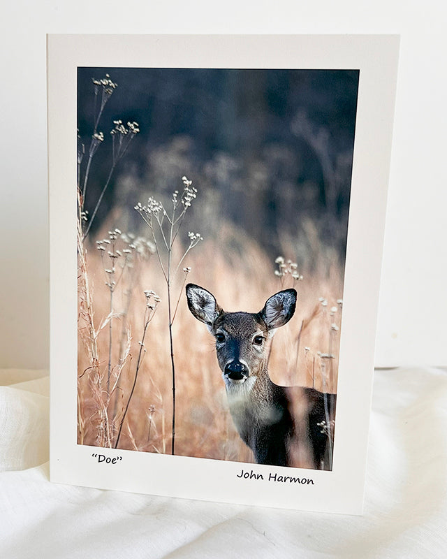 Whitetail Art, A Doe with a Penetrating Gaze, Blue Ridge Mountain Deer Wall Decor