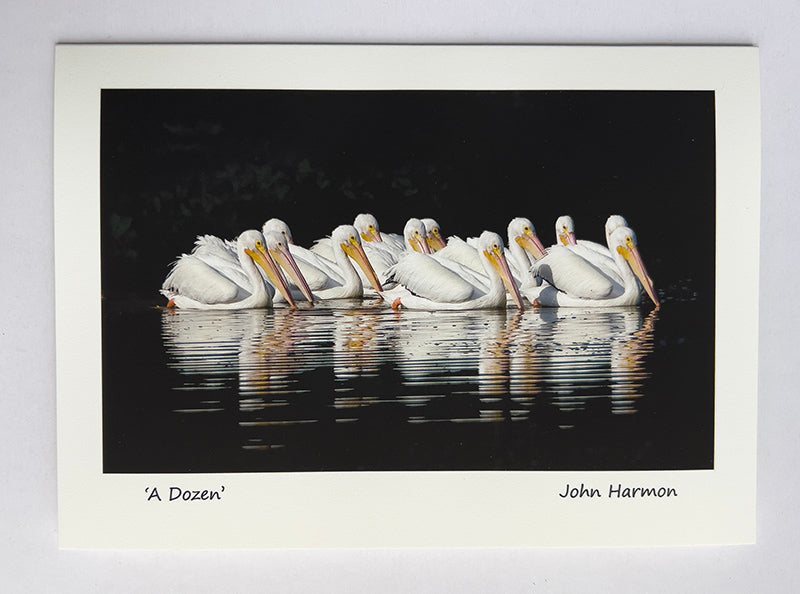 Bright Sunlit Twelve White Pelicans Fine Art Print - Ding Darling, Sanibel Island