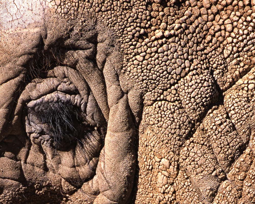 elephant eye by John Harmon