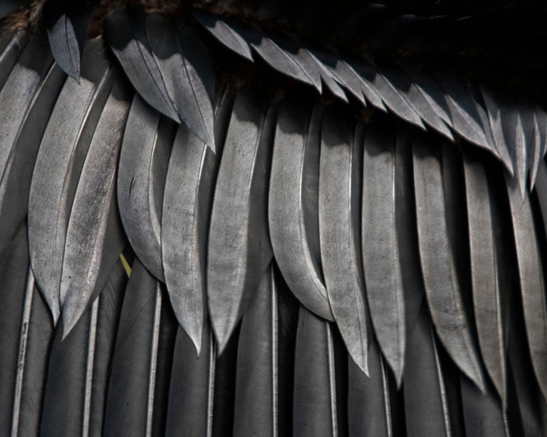 Cormoraunts wing feathers by john harmon