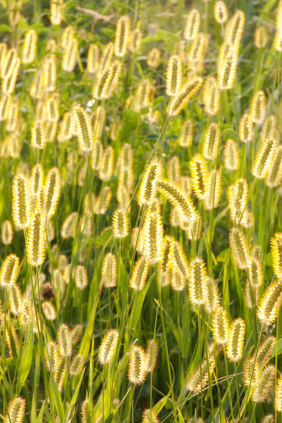 foxtails in sunlight by John Harmon