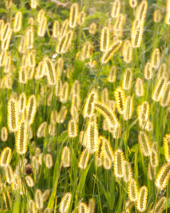 Foxtails in Sunlight by John Harmon