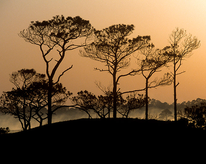Grayton Beach State Park Florida Pines at Sunrise Fine Art photo