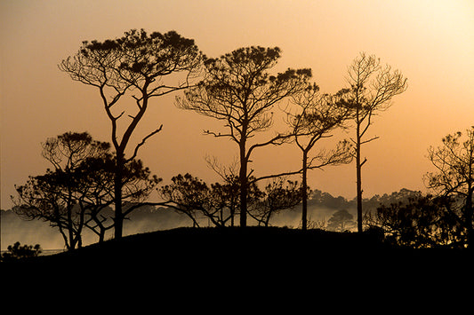 Grayton Beach State Park Florida  Pines at Sunrise Fine Art photo