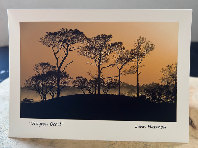Grayton Beach State Park Florida Pines at Sunrise Fine Art photo