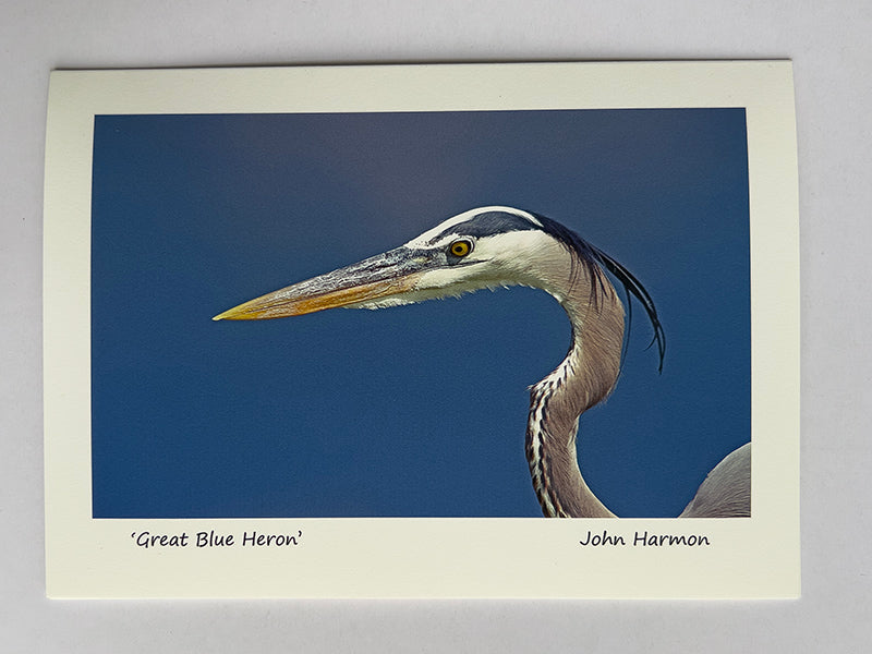 Great  Blue Heron Up Close A Bird Fine Art Photo