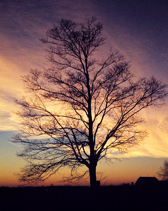 Barn and tree at sunrise Hinkley Ohio by John Harmon