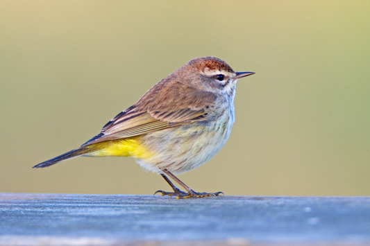 Palm Warbler, Detailed, Great Light,  Bird Photo