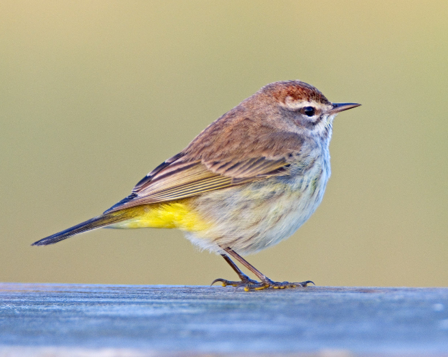 Palm Warbler, Detailed, Great Light,  Bird Photo