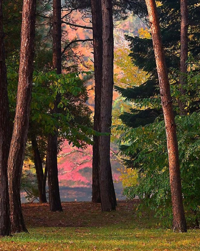 The Park A Cleveland Ohio Metroparks Wall Art