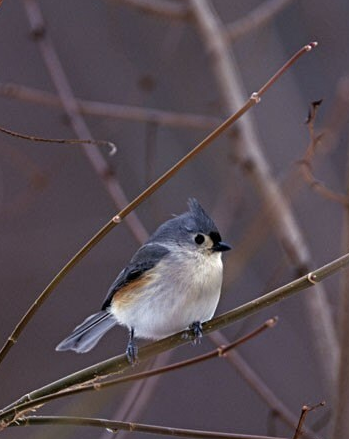 Whimsical Tufted Titmouse Photo Print  Perfect Winter Décor for Bird Lovers