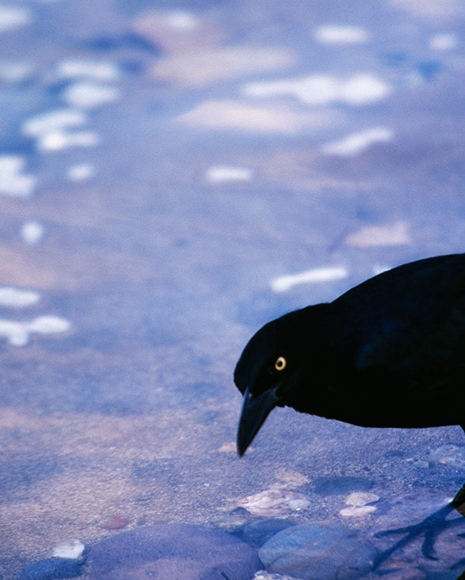 A Grackle Stares into the Camera with an Angry Look Bird Fine Art Photo