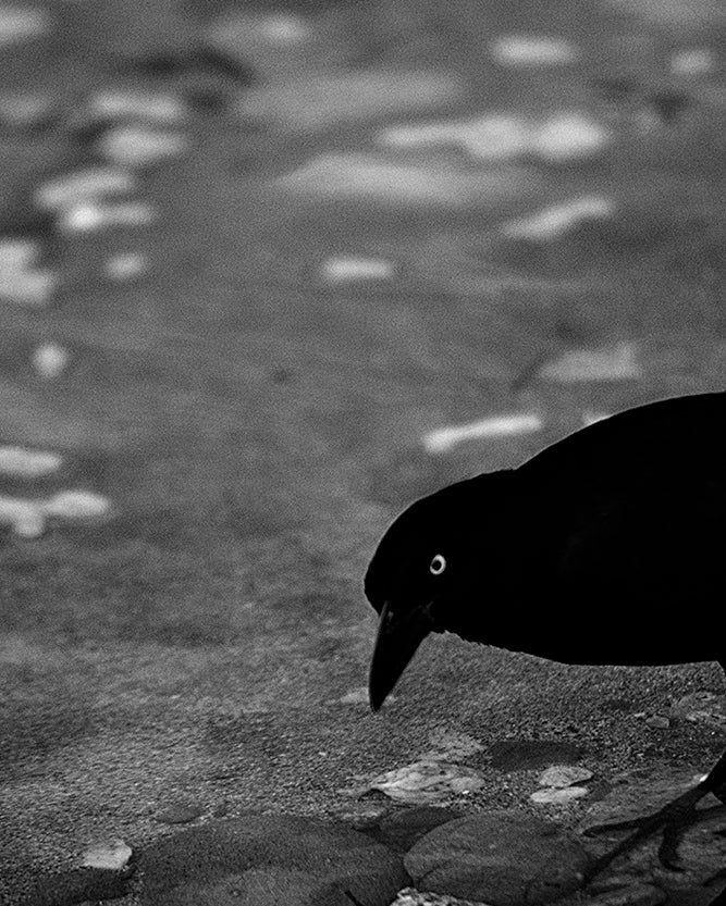 Angry Grackle by John Harmon